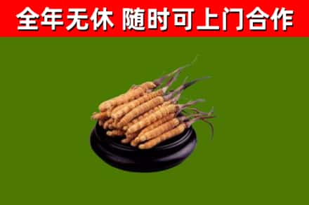 乐业回收冬虫夏草